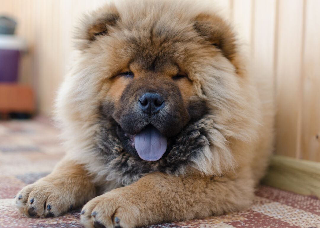 #18. Chow chows